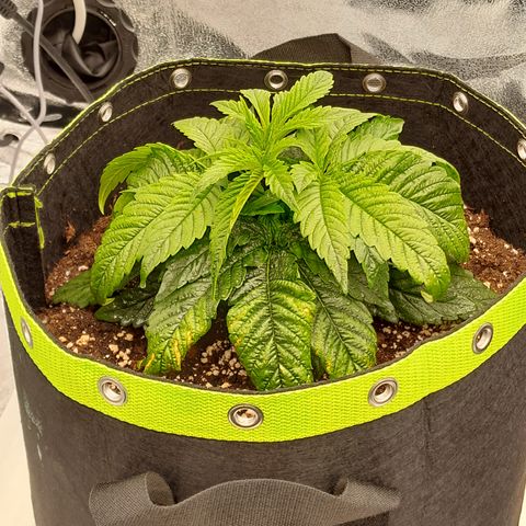 Imperium X growlog timeline photo