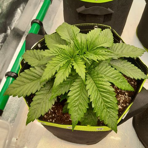 Imperium X growlog timeline photo