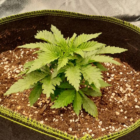 Imperium X growlog timeline photo