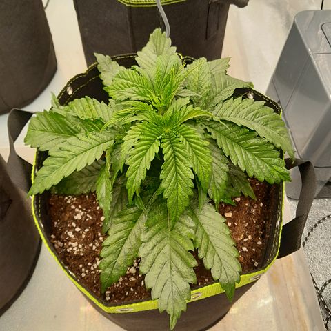 Imperium X growlog timeline photo