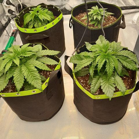 Imperium X growlog timeline photo