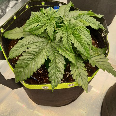Imperium X growlog photo: Einige Blätter werden knusprig. Eventuell kommt das von der Öl Mischung. Bei einer Pflanze ziehen sich die Blätter zusammen. Im jeden Topf 2 Blausticker gesetzt. 