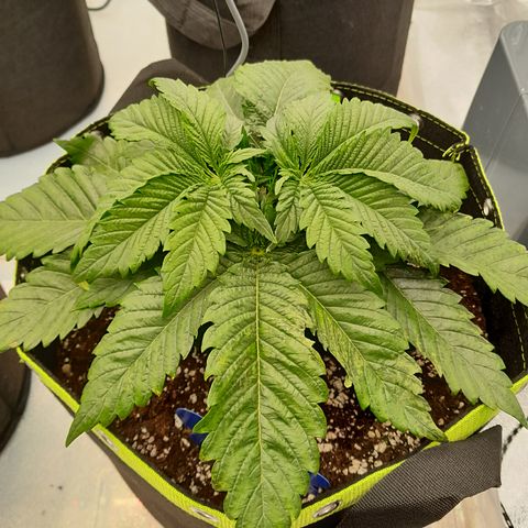 Imperium X growlog photo: Einige Blätter werden knusprig. Eventuell kommt das von der Öl Mischung. Bei einer Pflanze ziehen sich die Blätter zusammen. Im jeden Topf 2 Blausticker gesetzt. 