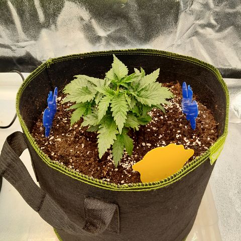 Imperium X growlog photo: Einige Blätter werden knusprig. Eventuell kommt das von der Öl Mischung. Bei einer Pflanze ziehen sich die Blätter zusammen. Im jeden Topf 2 Blausticker gesetzt. 