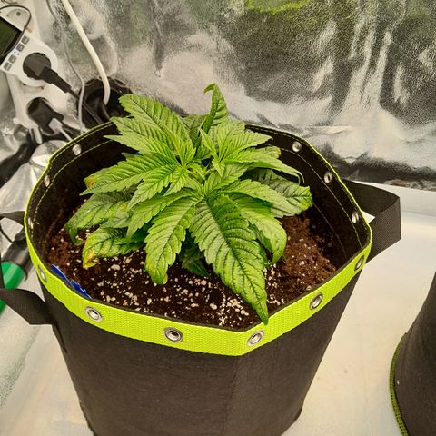 Imperium X growlog photo: Einige Blätter werden knusprig. Eventuell kommt das von der Öl Mischung. Bei einer Pflanze ziehen sich die Blätter zusammen. Im jeden Topf 2 Blausticker gesetzt. 