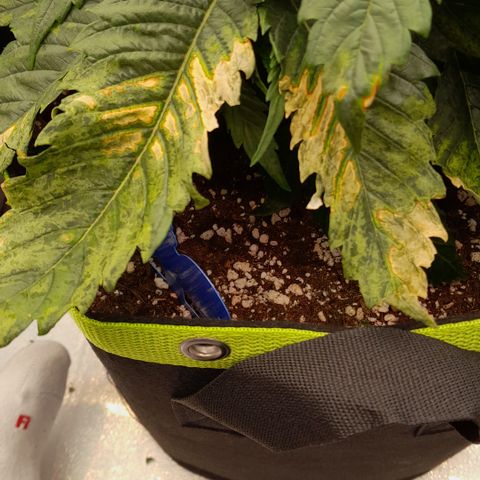 Imperium X growlog photo: Die Pflanzen haben wieder irgendetwas..