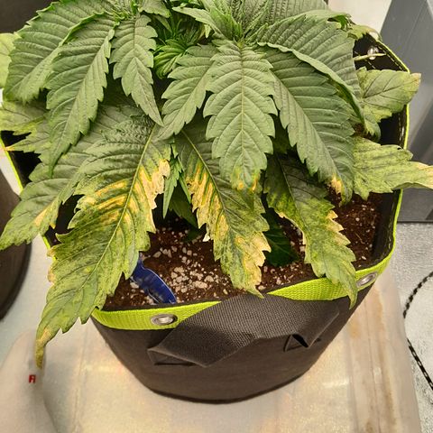 Imperium X growlog photo: Die Pflanzen haben wieder irgendetwas..