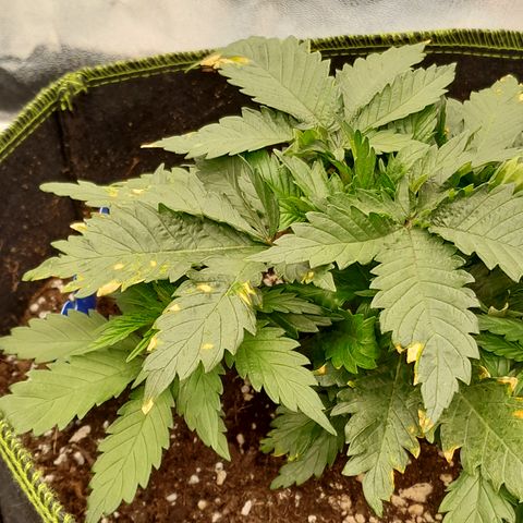 Imperium X growlog photo: Die Pflanzen haben wieder irgendetwas..