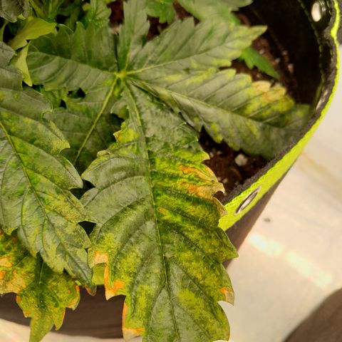 Imperium X growlog photo: Die Pflanzen haben wieder irgendetwas..