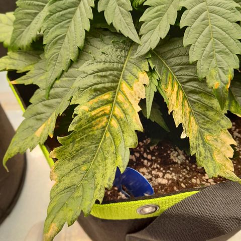 Imperium X growlog photo: Die Pflanzen haben wieder irgendetwas..