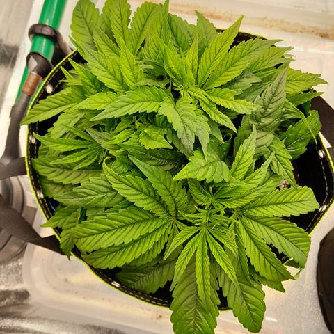Imperium X growlog photo: Erholen sich scheinbar wieder 