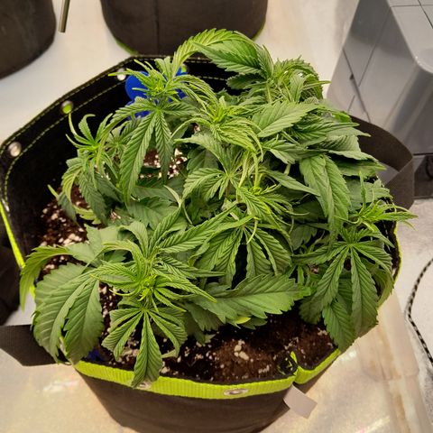 Imperium X growlog photo: Erholen sich scheinbar wieder 