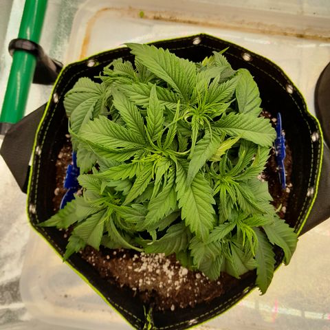 Imperium X growlog photo: Erholen sich scheinbar wieder 