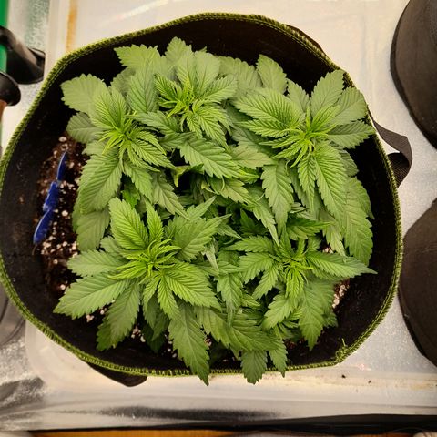 Imperium X growlog photo: Erholen sich scheinbar wieder 
