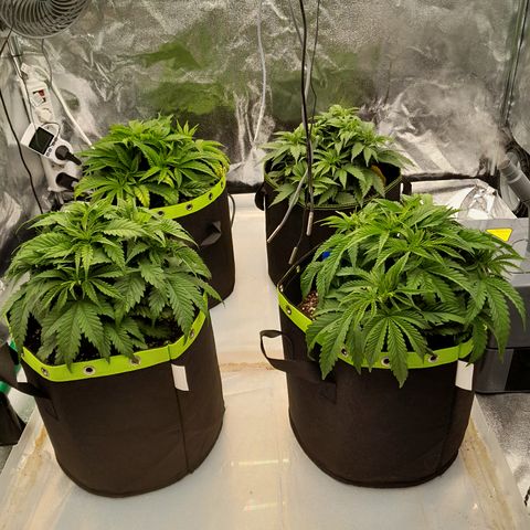 Imperium X growlog photo: Hinten links hat noch ein paar braune blätter. Sollte aber bald weg sein. 