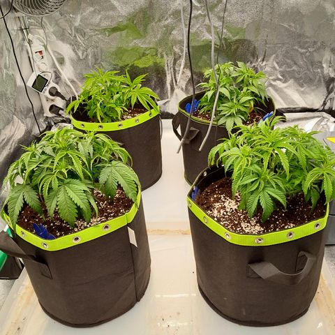 Imperium X growlog photo: Pflanzen entlaubt.