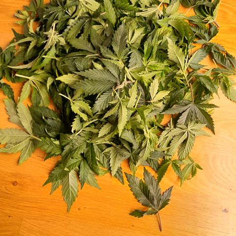 Imperium X growlog photo: Pflanzen entlaubt.