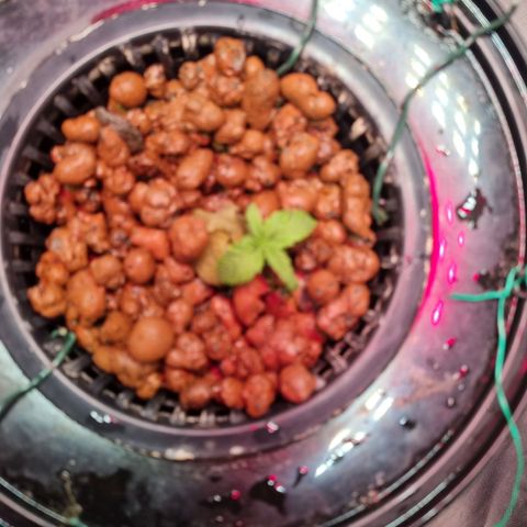 Gorilla Zkittlez Auto growlog timeline photo