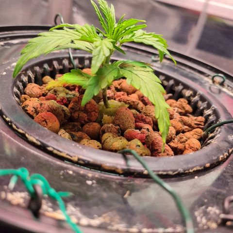 Gorilla Zkittlez Auto growlog timeline photo