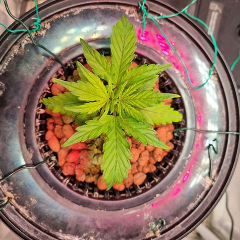 Gorilla Zkittlez Auto growlog timeline photo