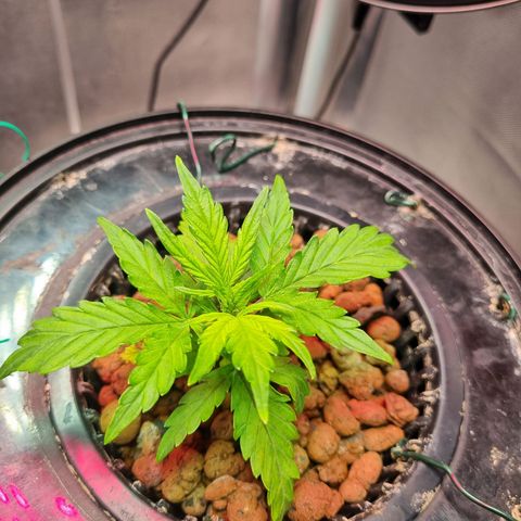Gorilla Zkittlez Auto growlog timeline photo