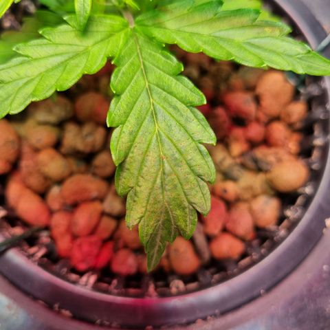 Gorilla Zkittlez Auto growlog timeline photo