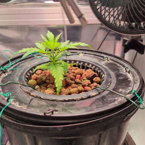Gorilla Zkittlez Auto growlog timeline photo
