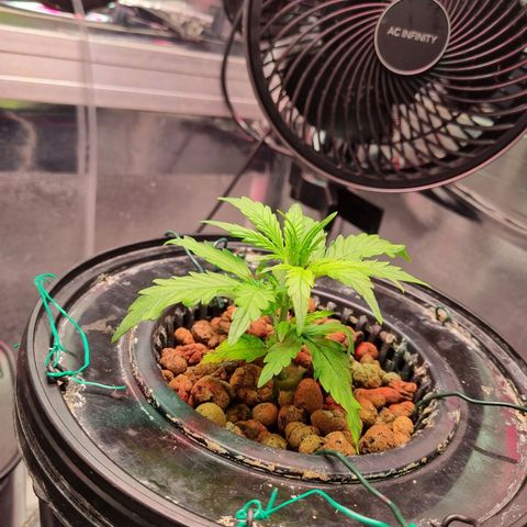 Gorilla Zkittlez Auto growlog timeline photo
