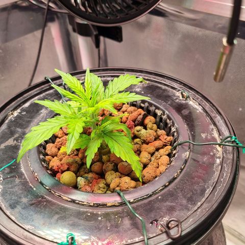 Gorilla Zkittlez Auto growlog timeline photo