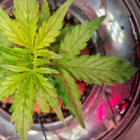 Gorilla Zkittlez Auto growlog timeline photo