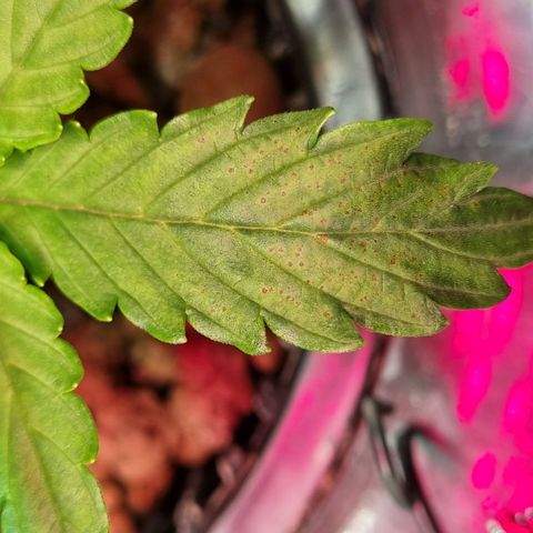 Gorilla Zkittlez Auto growlog timeline photo