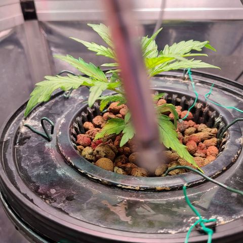 Gorilla Zkittlez Auto growlog timeline photo