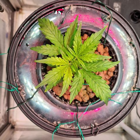 Gorilla Zkittlez Auto growlog timeline photo
