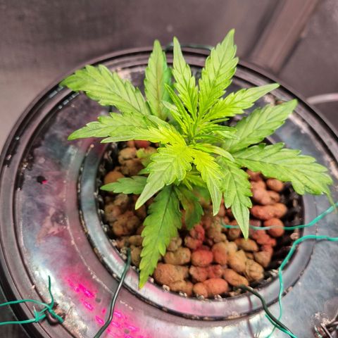 Gorilla Zkittlez Auto growlog timeline photo