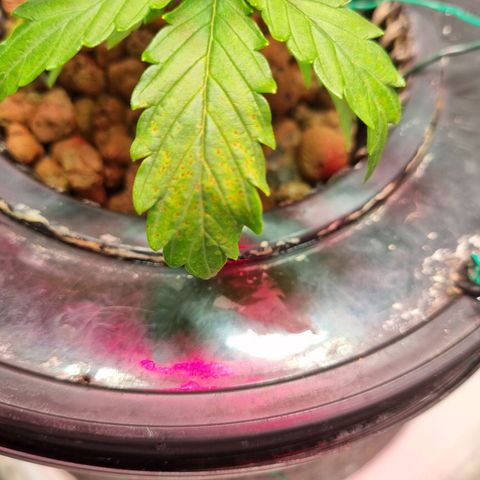 Gorilla Zkittlez Auto growlog timeline photo
