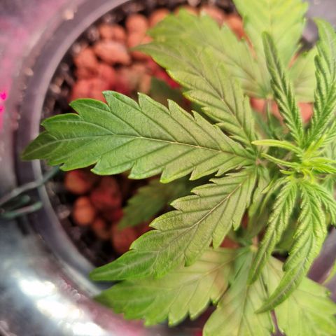Gorilla Zkittlez Auto growlog timeline photo