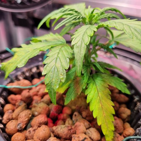 Gorilla Zkittlez Auto growlog timeline photo