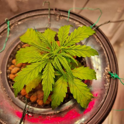 Gorilla Zkittlez Auto growlog timeline photo