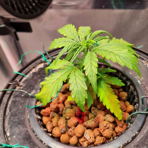 Gorilla Zkittlez Auto growlog timeline photo