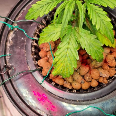 Gorilla Zkittlez Auto growlog timeline photo
