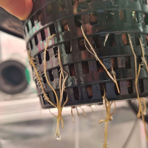 Gorilla Zkittlez Auto growlog timeline photo
