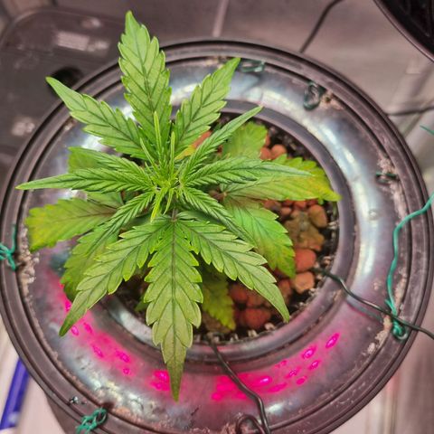 Gorilla Zkittlez Auto growlog timeline photo
