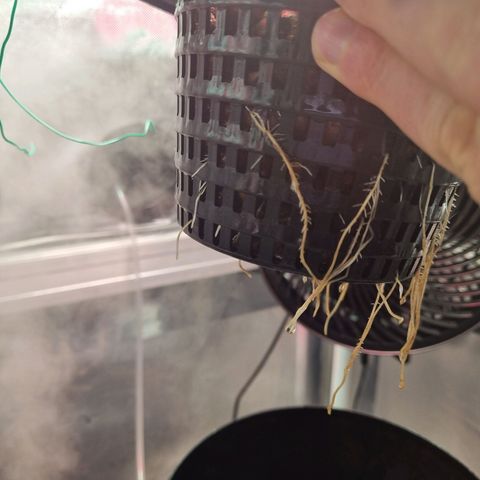 Gorilla Zkittlez Auto growlog timeline photo