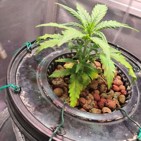 Gorilla Zkittlez Auto growlog timeline photo