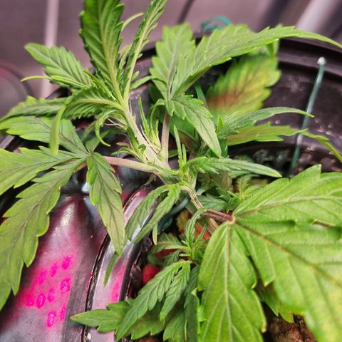 Gorilla Zkittlez Auto growlog timeline photo