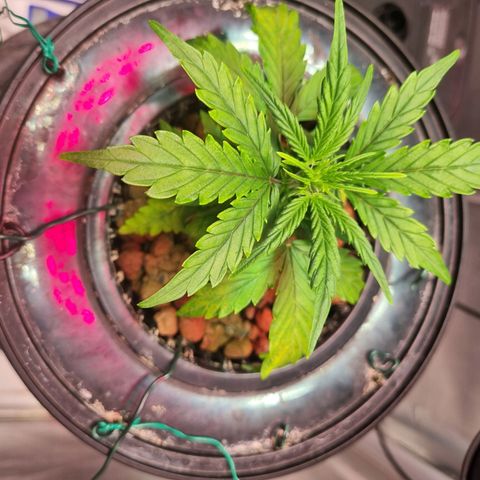 Gorilla Zkittlez Auto growlog timeline photo
