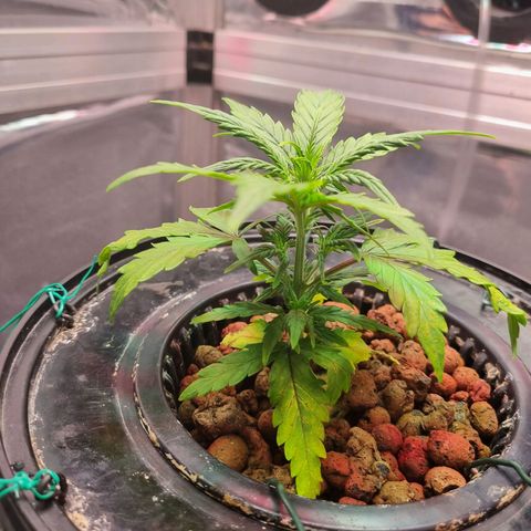 Gorilla Zkittlez Auto growlog timeline photo