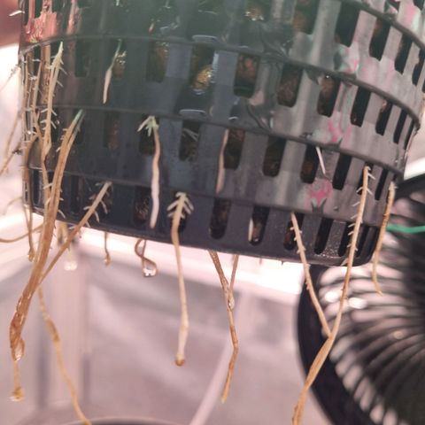 Gorilla Zkittlez Auto growlog timeline photo
