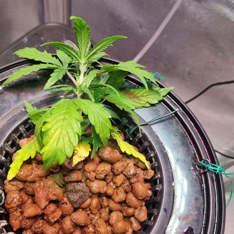 Gorilla Zkittlez Auto growlog timeline photo