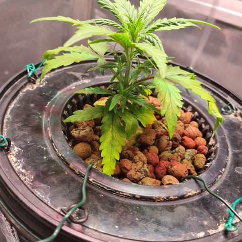 Gorilla Zkittlez Auto growlog timeline photo